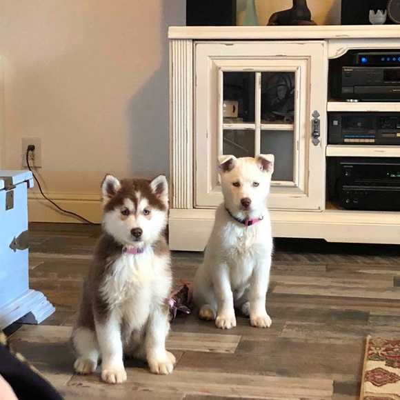 Meet your Posher, Kat - Picture 4 of 5